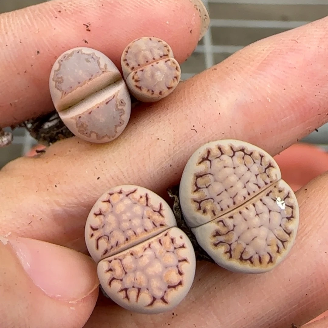 10.3辛然园艺母本c217饼干2049