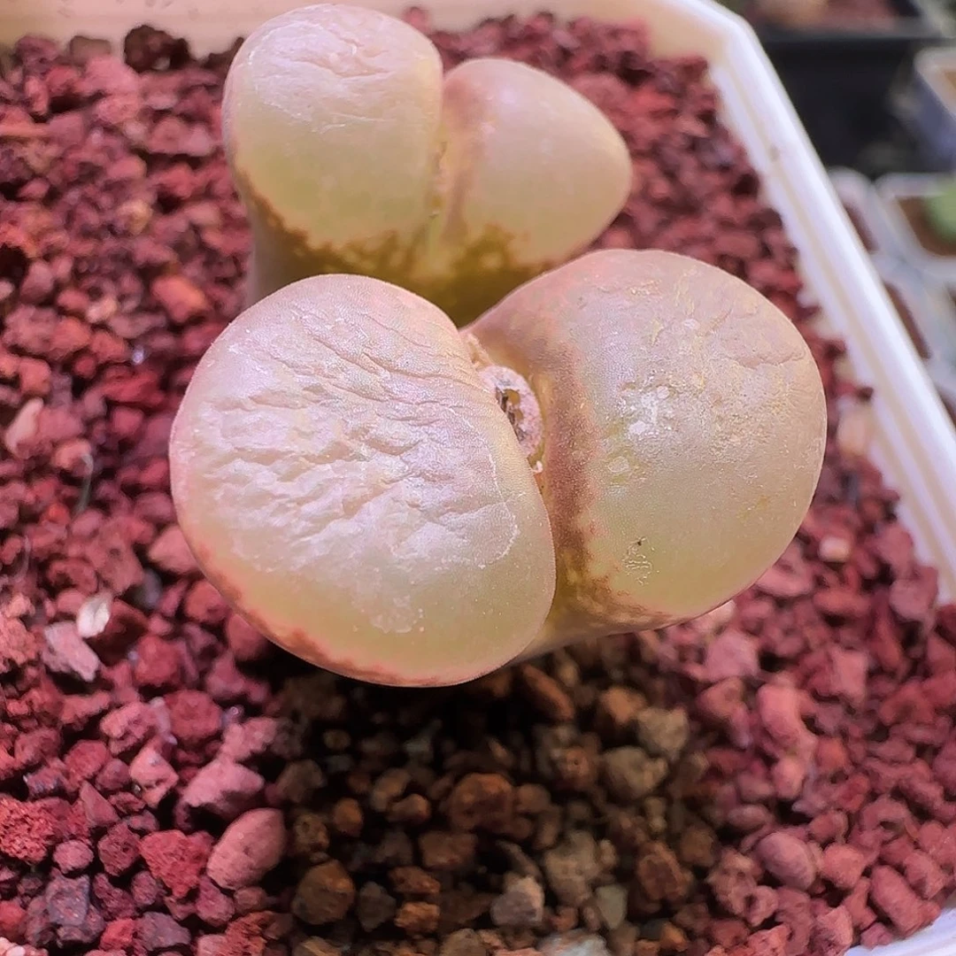 釉面风铃。       434