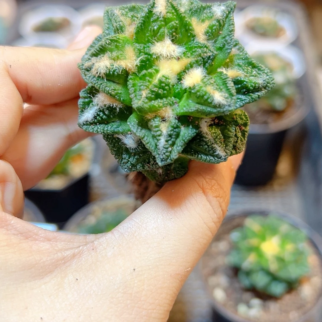 自根辛盾牡丹4.5公分带盆