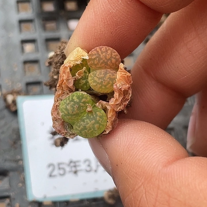 15-64鸟哈尼多肉植物