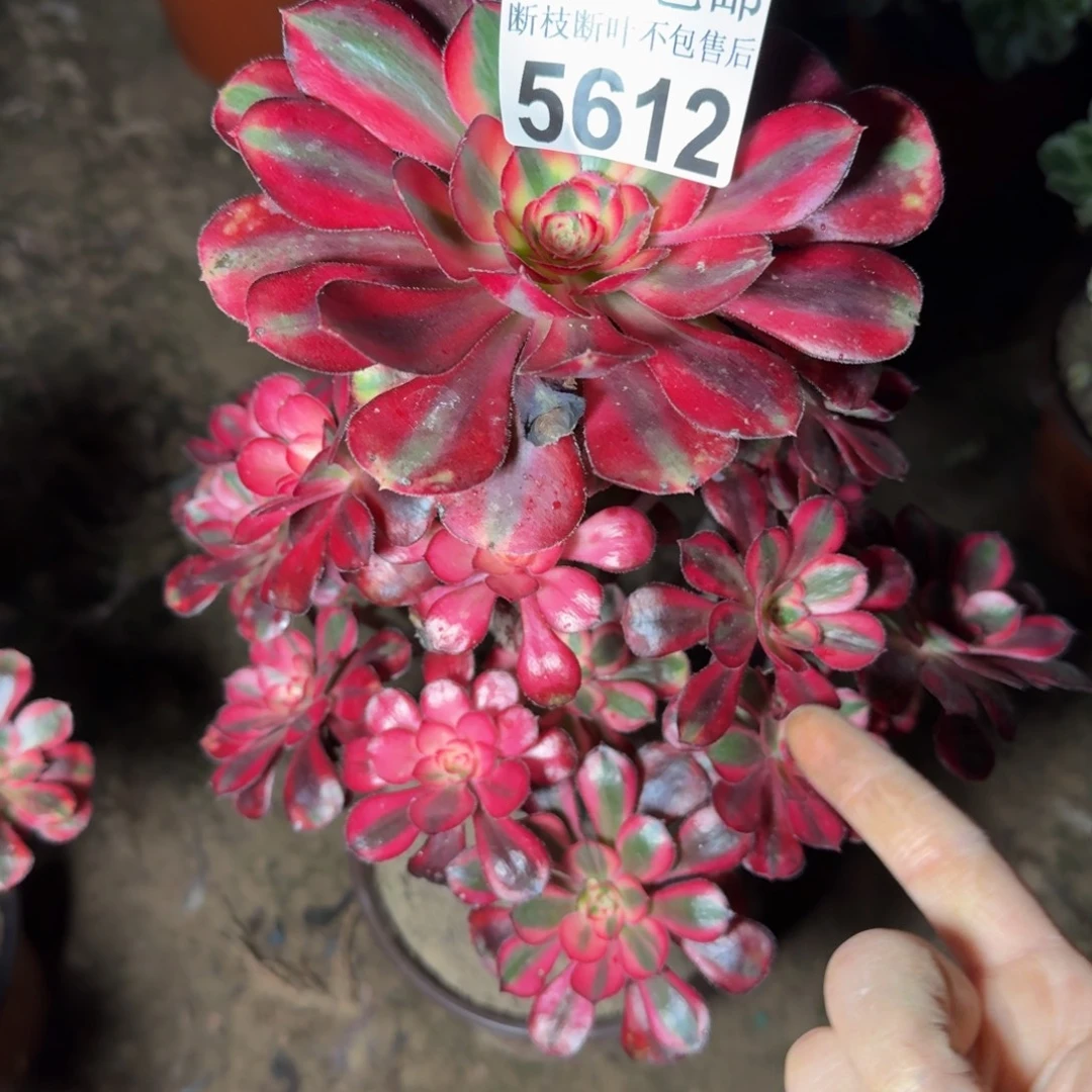 5612香奈儿多肉植物