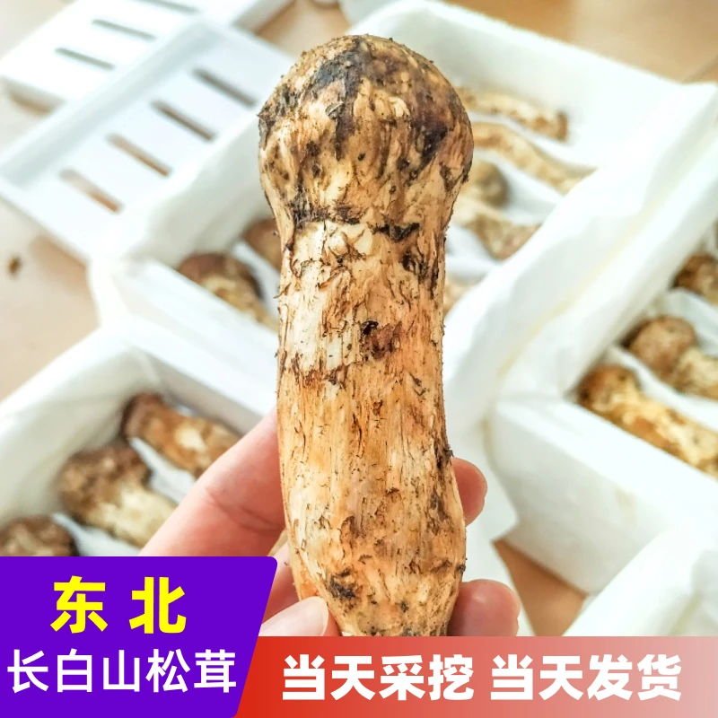 东北长白山松茸新鲜多种规格吉林延边延吉顺丰发货