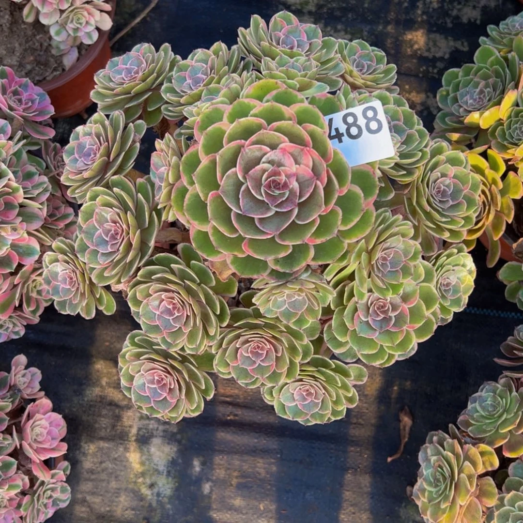 粉花妖488888888888