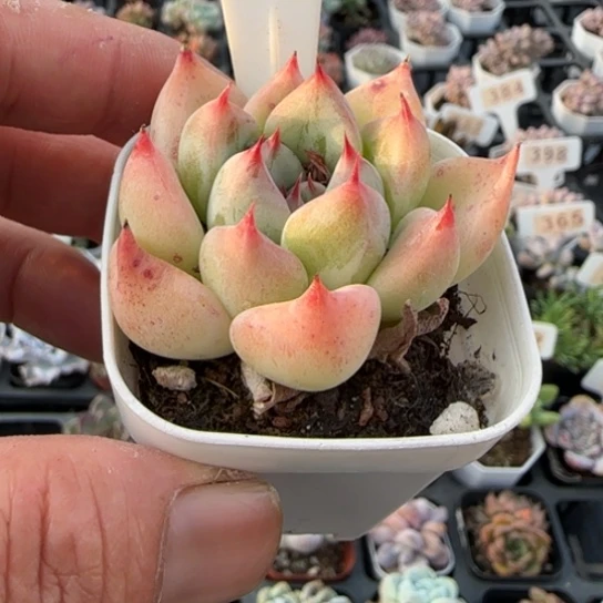 373天空之城 一物一拍多肉