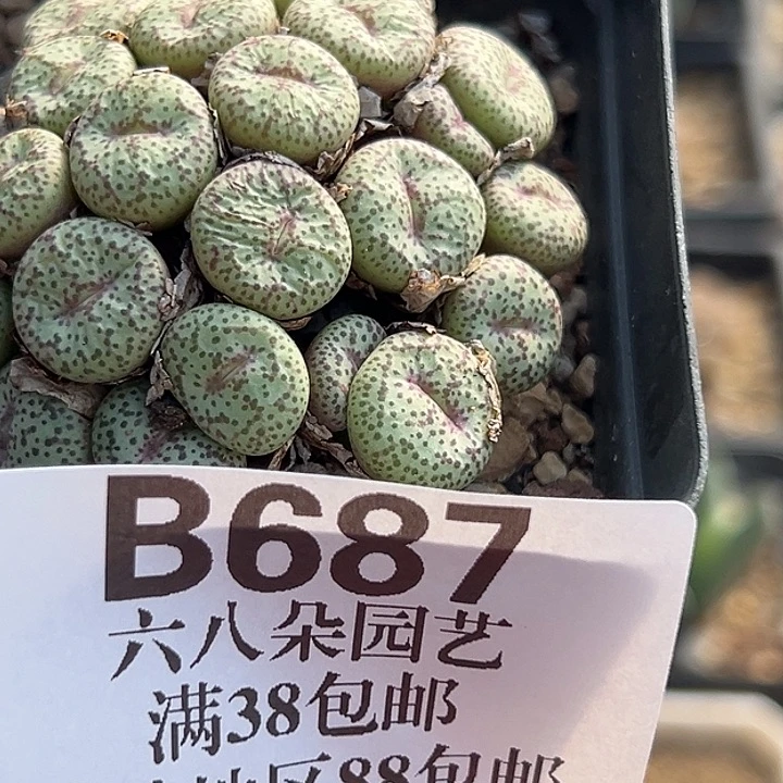 无花朵687号麻脸小嘴