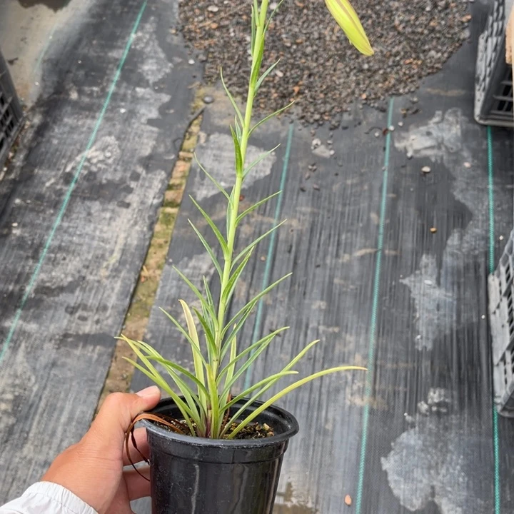 无花朵Y*盆栽植物