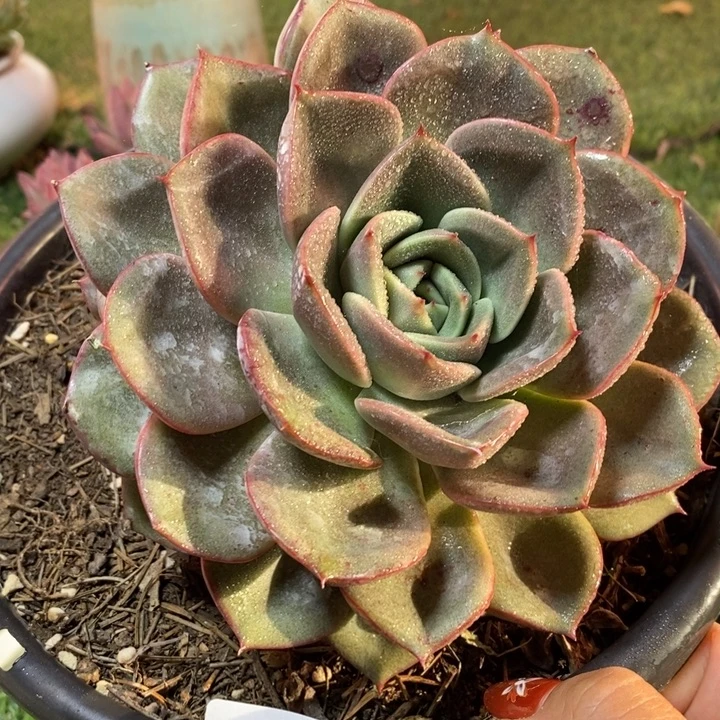 韩版0229 不满68米请拍冷链