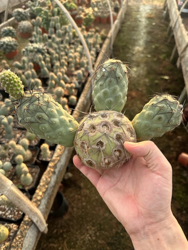 仙人球直播综合链接恐龙蛋鹅蛋习自野