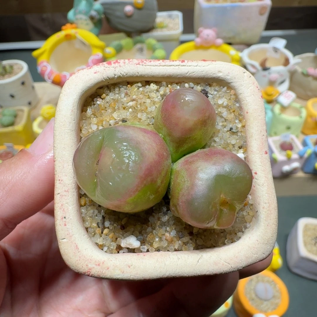 红陶蘑菇270毛汉尼