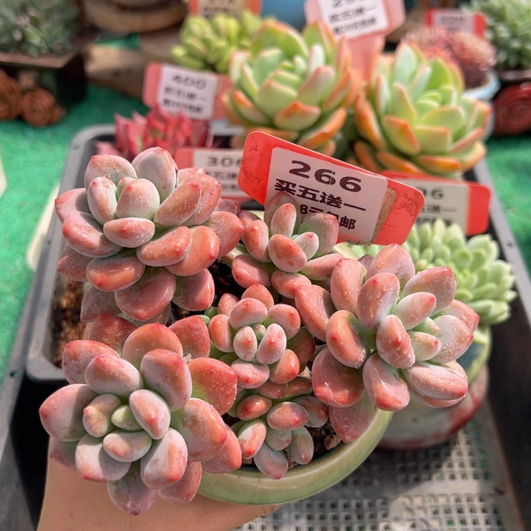 表妹精品多肉植物266.