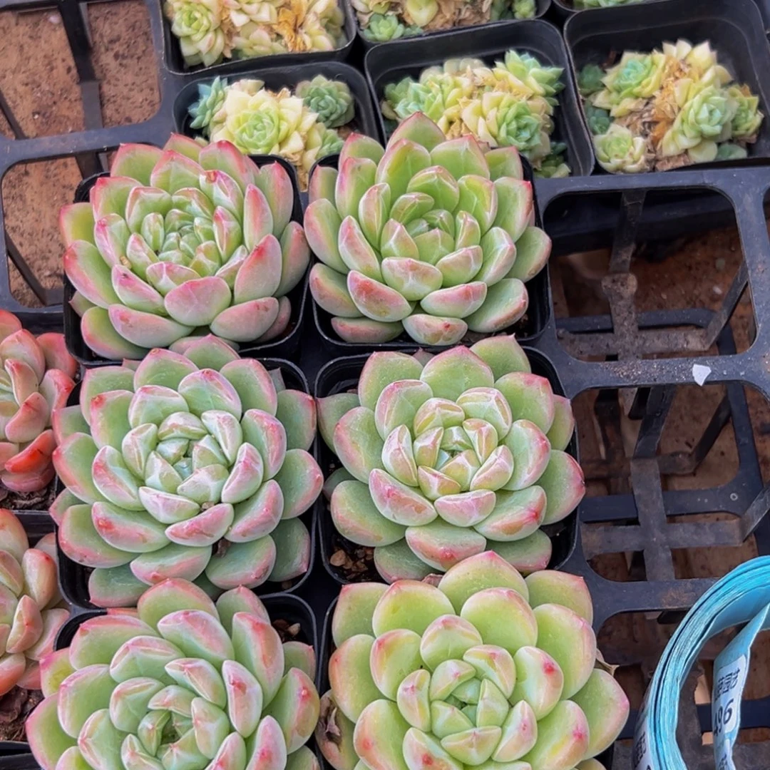 225多肉葡萄的味道也