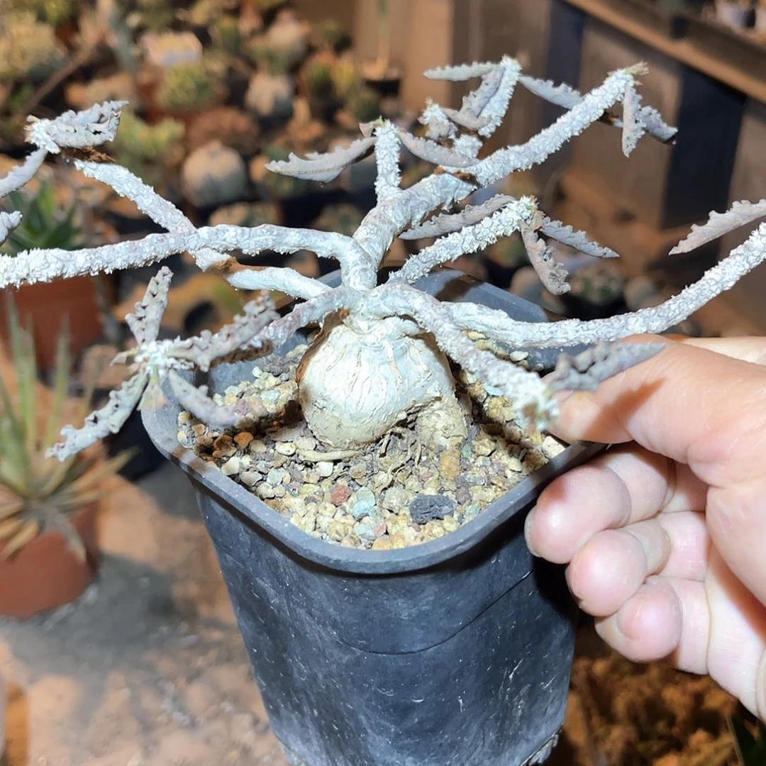 皱叶麒麟【满38包邮2天凑单，脱土晾根发货】