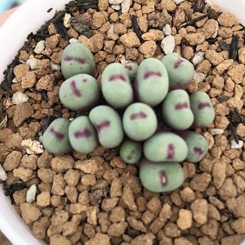 多肉肉锥 1380B红嘴 16头