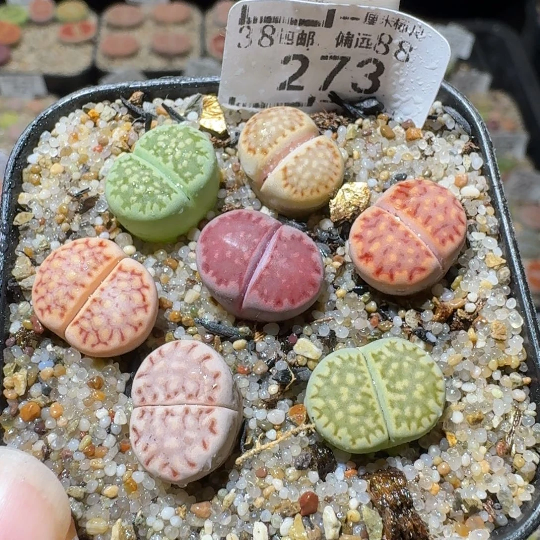 Sss清仓了便宜273