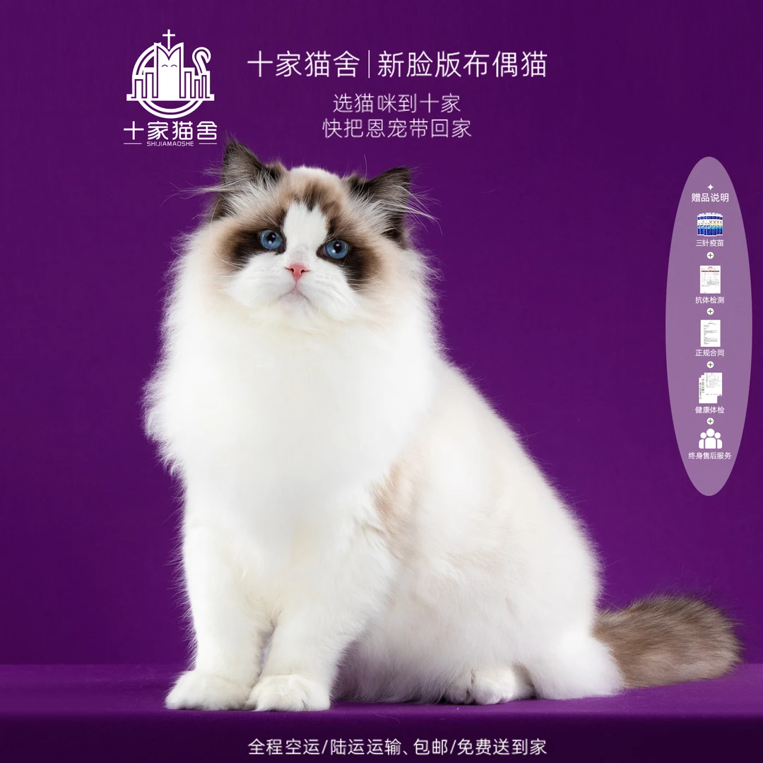 【十家猫舍】大强-弟弟 I新脸版布偶猫I猫咪活体