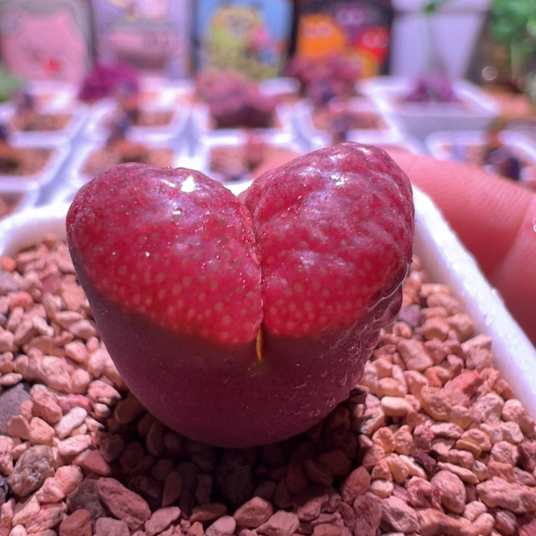 0663，日系超级红蛋糕，肉锥植物