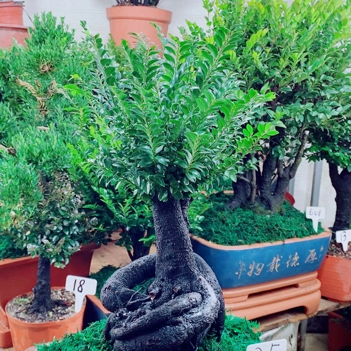 @***金完全开放25编号紫檀