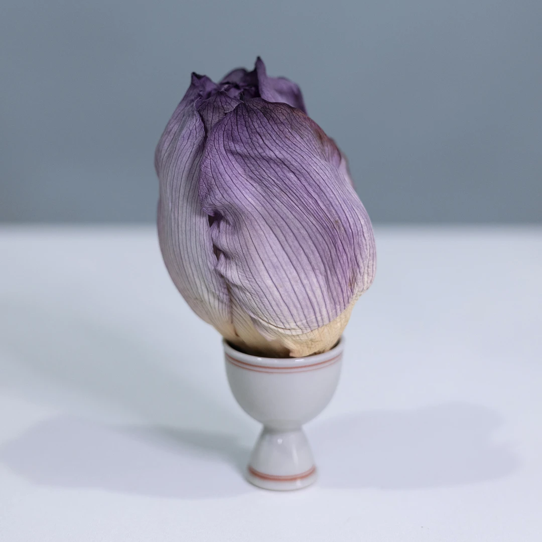 荷小仙荷花茶12泡60克 荷花干花