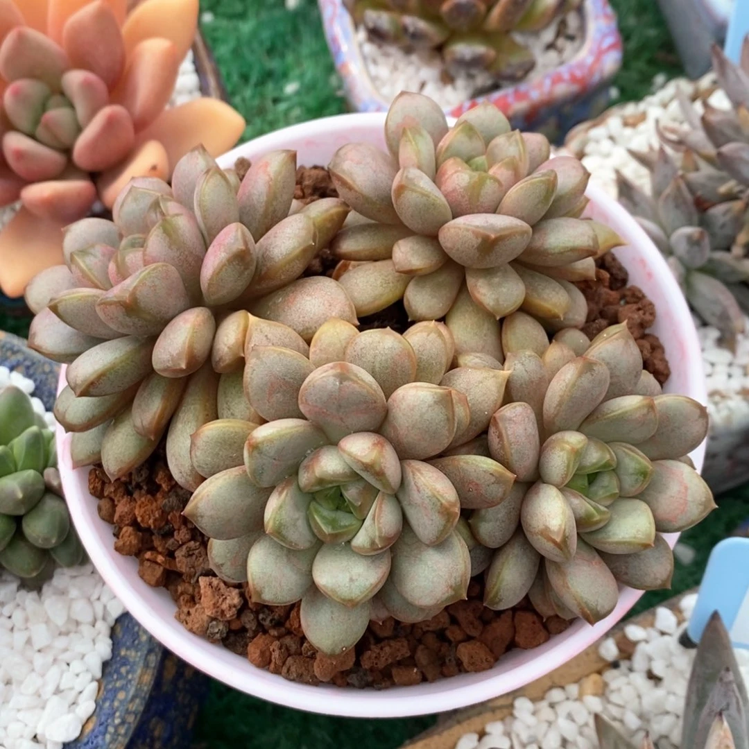 葡萄多肉植物盆栽