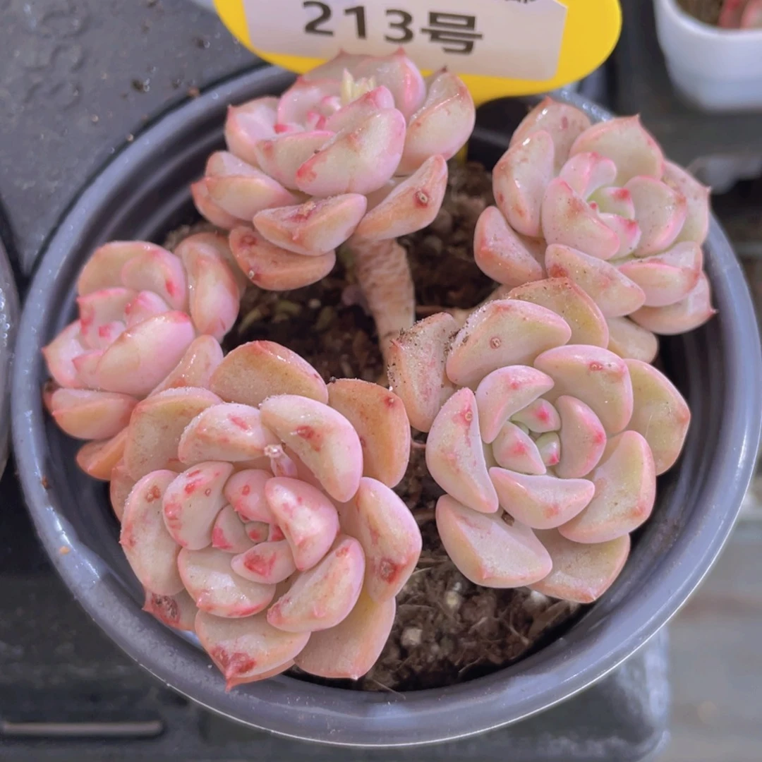 213号 老桩飘枝哆啦A梦