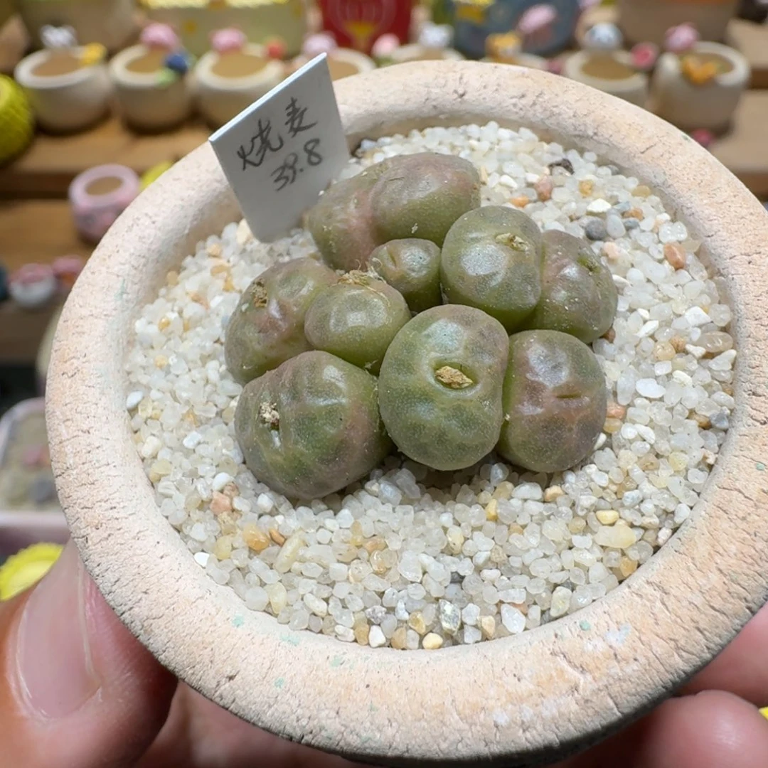 蘑菇1119烧麦多肉植物