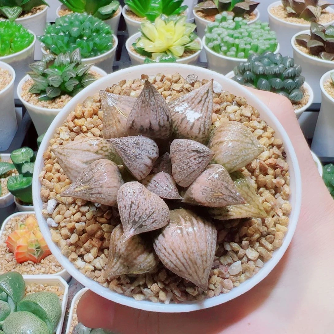 桃源乡，9.9，666福利