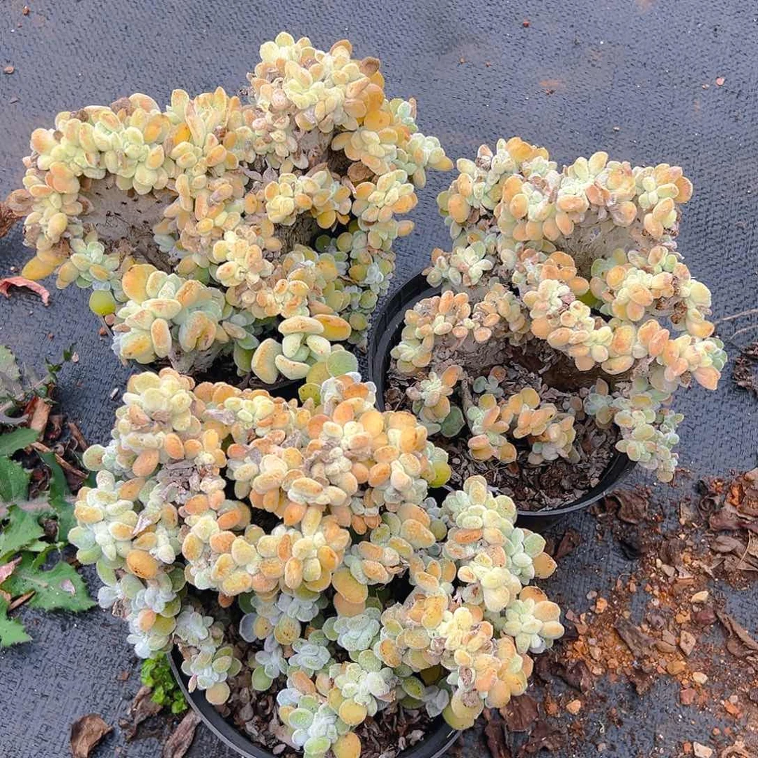 雪晃星缀，满18包邮