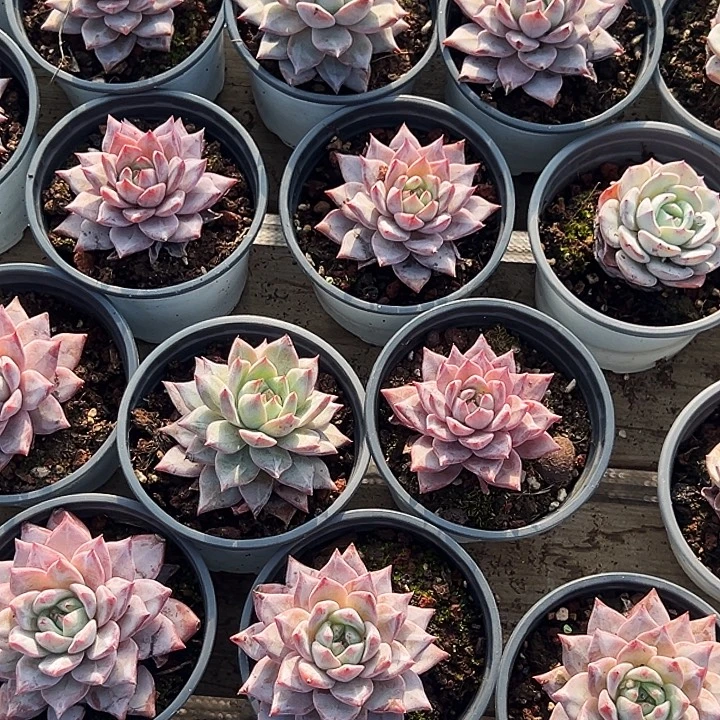 粉蓝鸟        福利多多