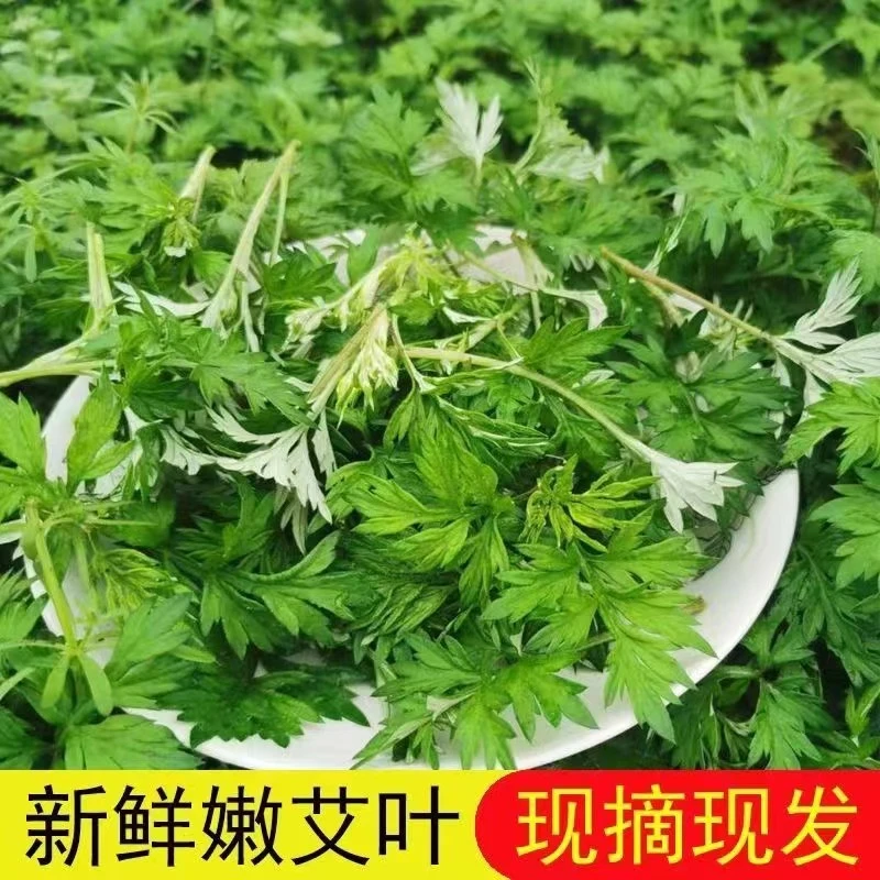 江西艾叶草新鲜采摘艾草制作青团糍粑食用野生嫩艾叶清明果原料