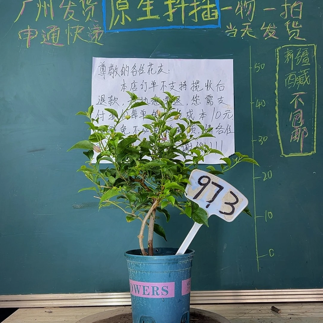 当前无花栽培后可以开花雪紫 973