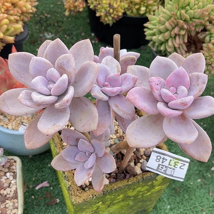 桃霜23148多肉植物