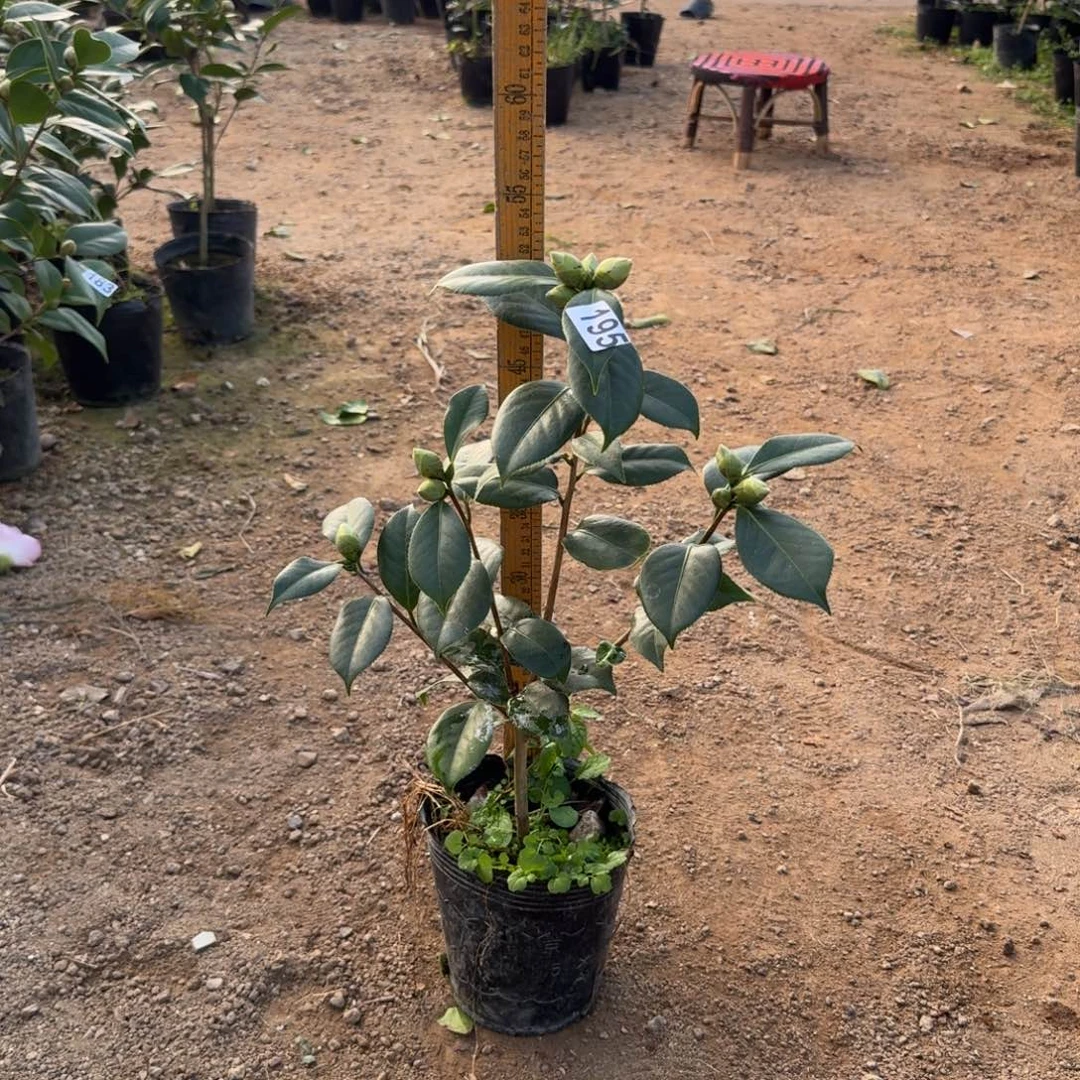 少量花朵（建议范围：2朵-5朵 或40%以下）195白瑞琪