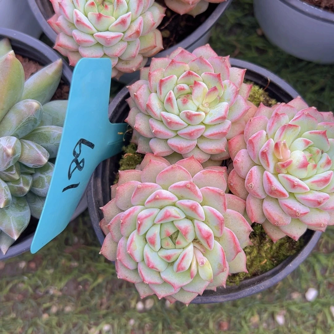 香玉的故事是一个人的