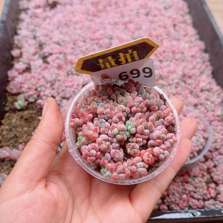 多肉植物多肉植物