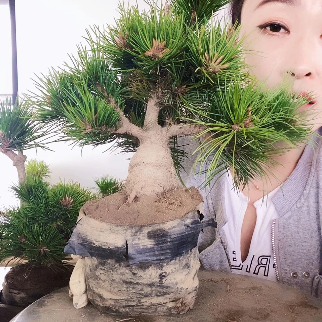 无花朵植物形态多年生草本