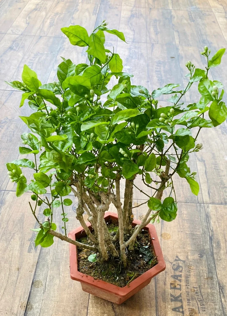 老桩茉莉花滴水观音盆栽带花苞四季开花浓香好养室内外绿植花卉