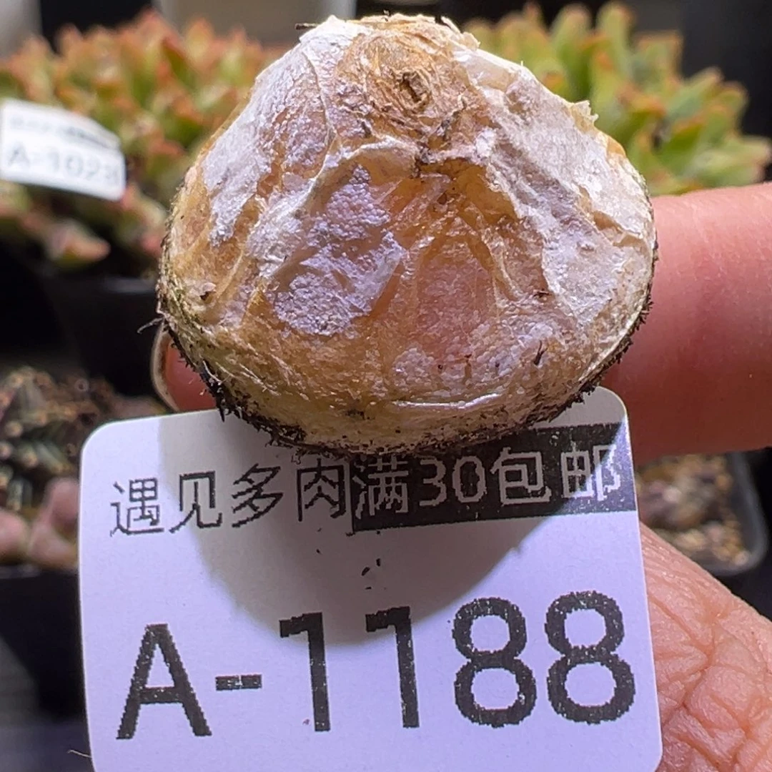 多肉植物1111111111111111