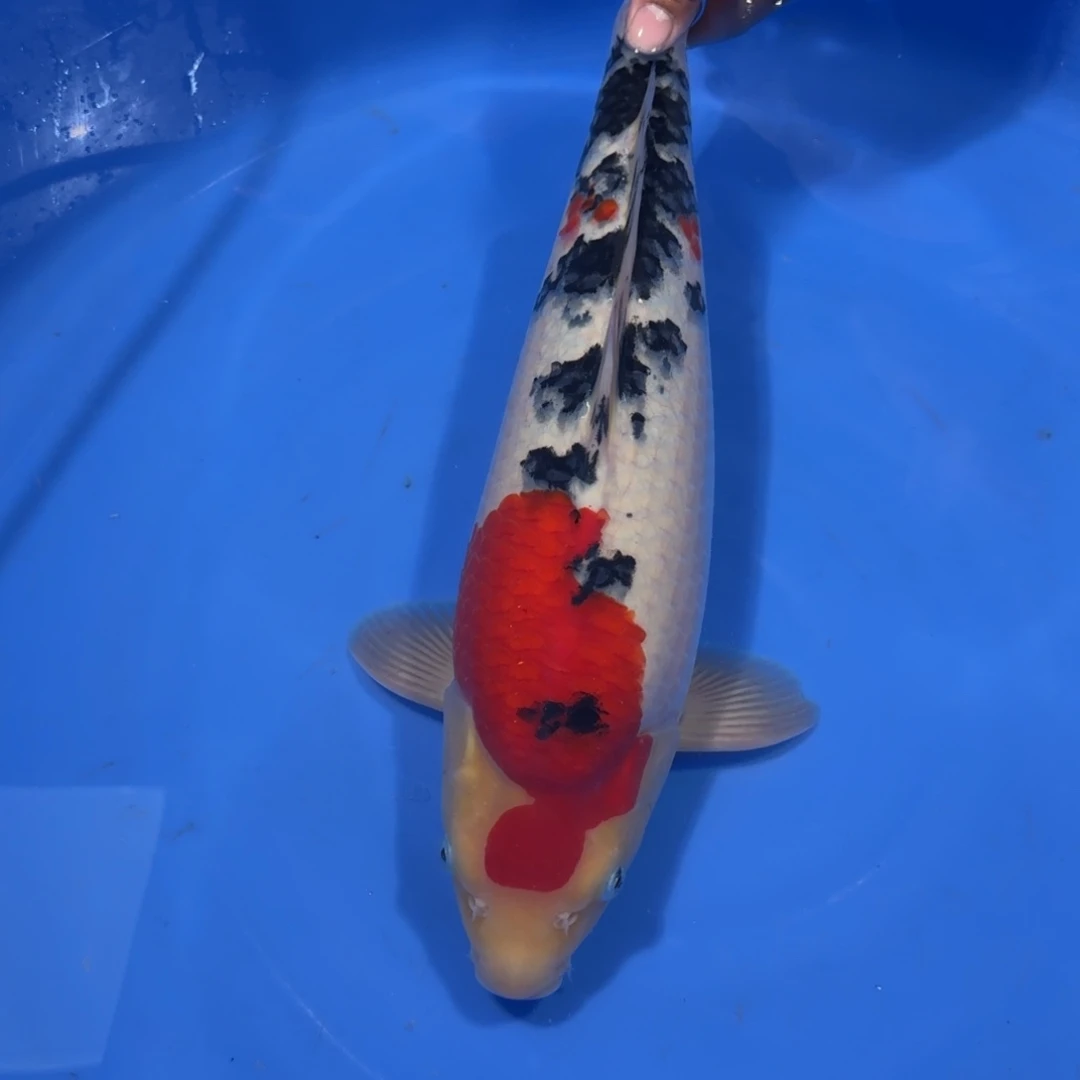 锦鲤看一眼就行专拍