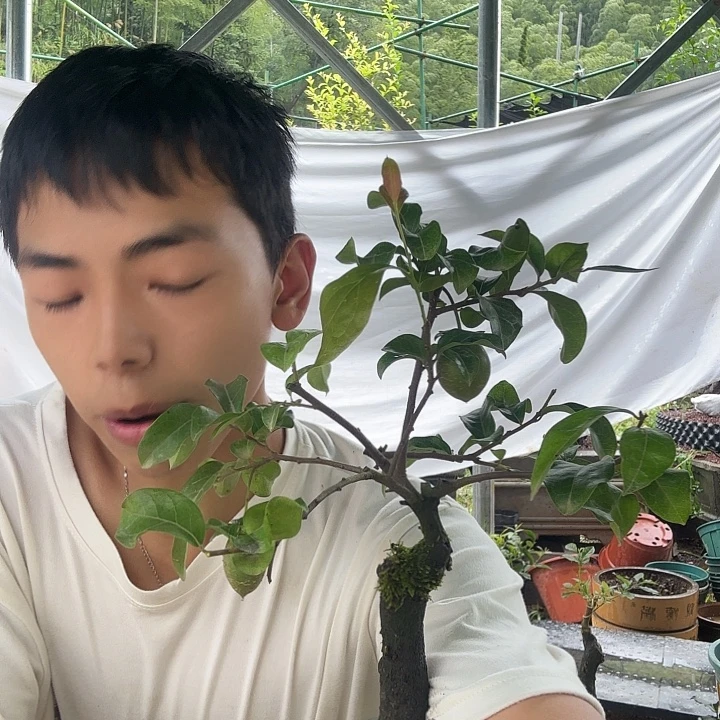 *****无花朵金蛋子容易成活