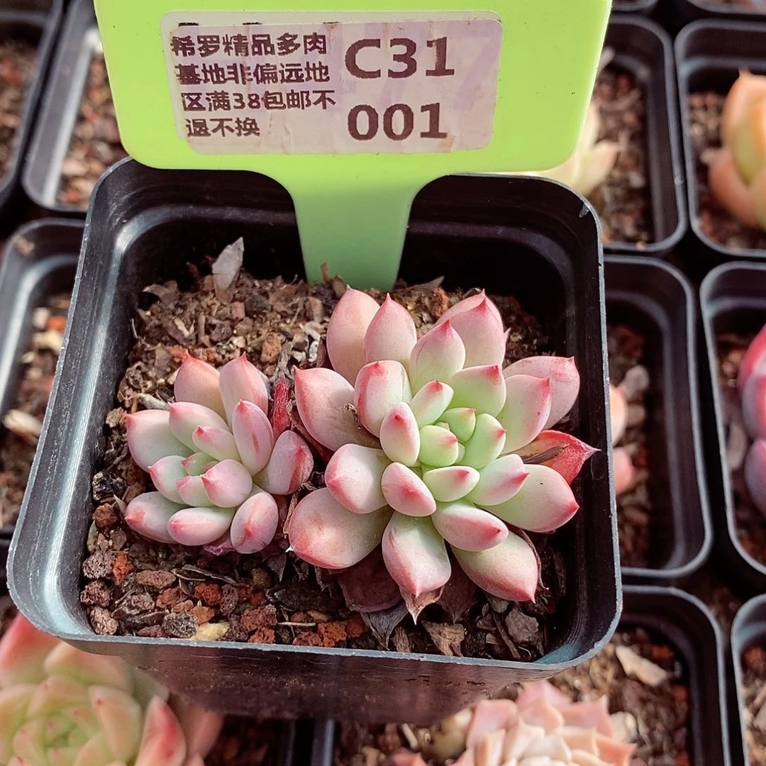 福利6cm多肉植物
