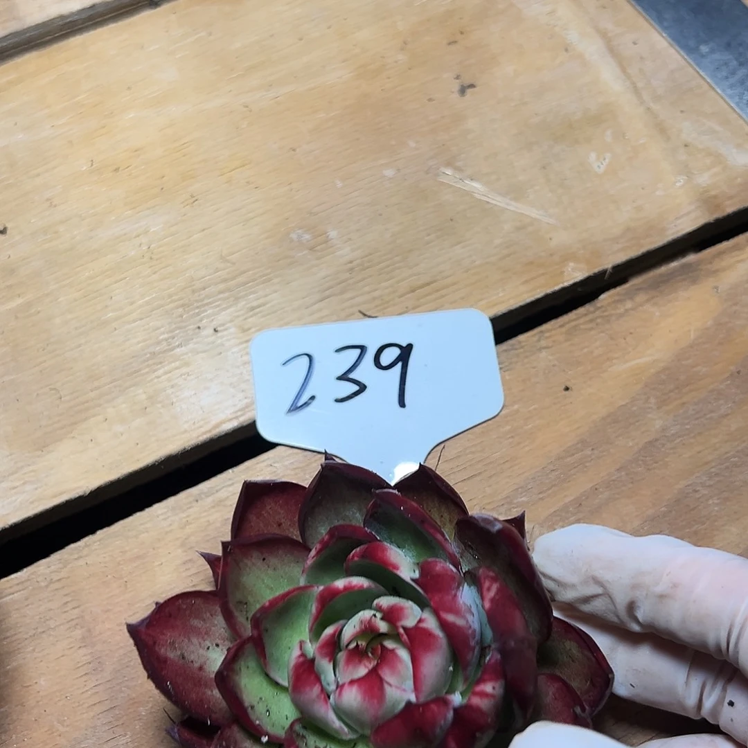 淡***笑惊鸿仙子一物一拍239号