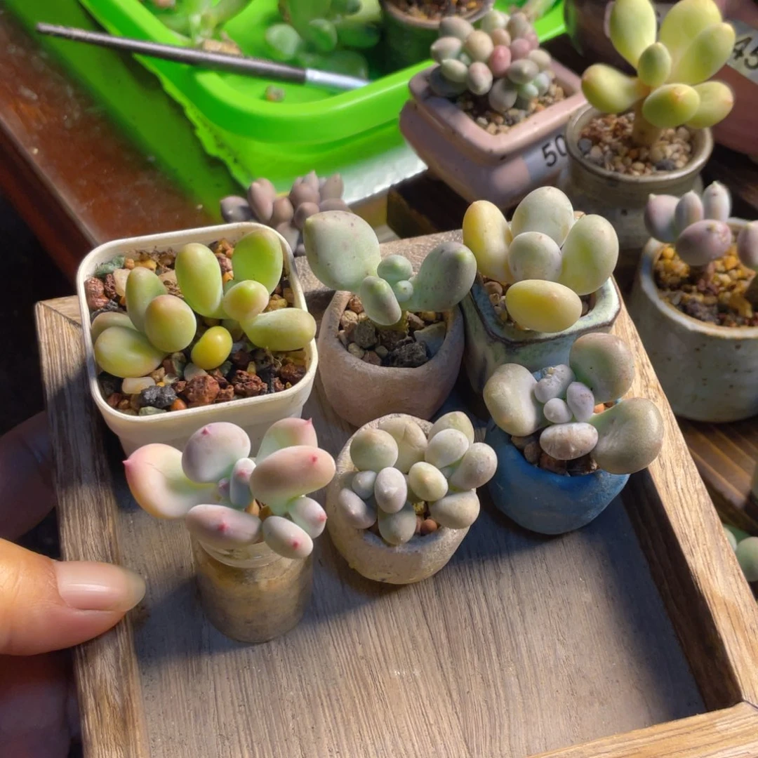 六款奶酪福利奶酪