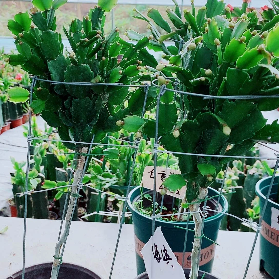 淡***然完全开放叶仙嫁接一物一拍