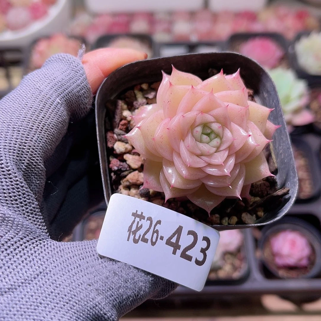 花26-423麦秆单头