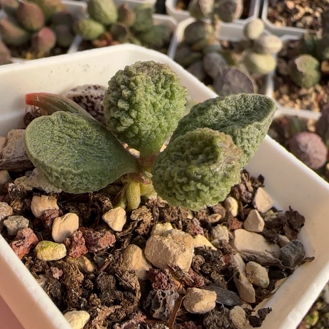 177号水泡多肉植物