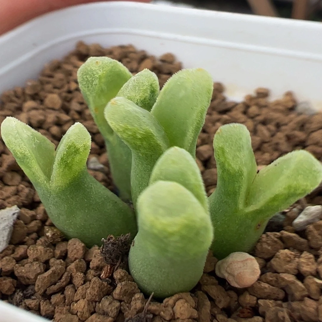 冰奶瓶群多肉植物带盆