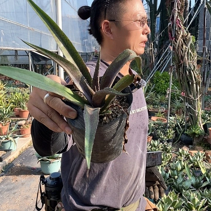 1号。嘉年华小苗一颗