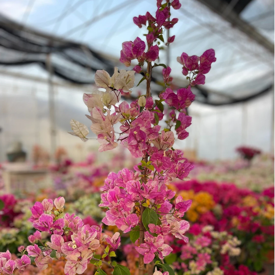【高飘】三角梅盆栽植物庭院阳台勤花原盆四季开花带花老桩发货
