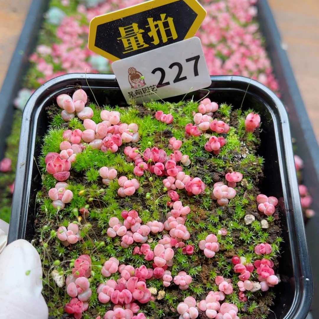 多肉植物多肉植物