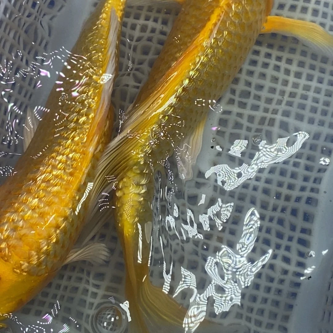 锦鲤冷水锦鲤包邮